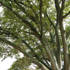 Sweet chestnut- Cambridge Tree Trust